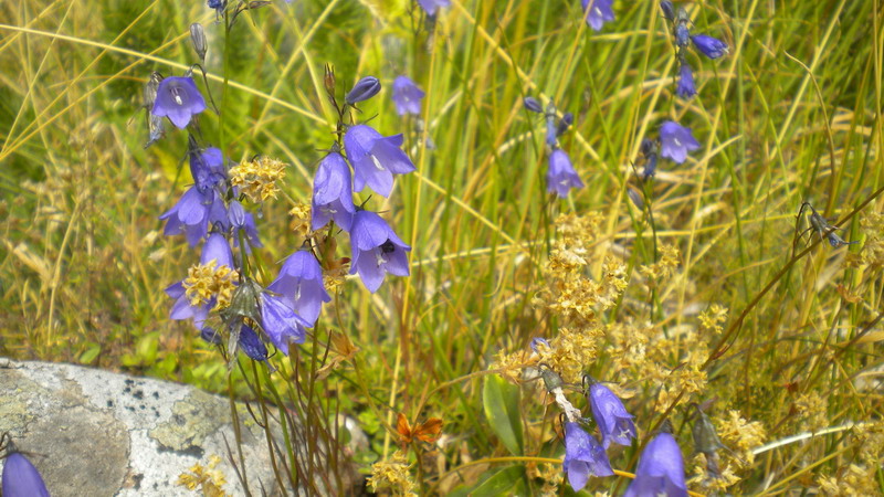 Campanula App.Reggiano